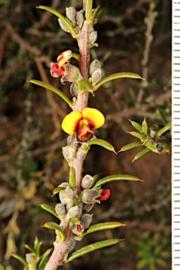 APII jpeg image of Mirbelia pungens  © contact APII