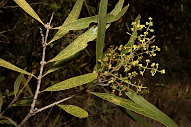 APII jpeg image of Notelaea microcarpa var. microcarpa  © contact APII