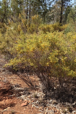 APII jpeg image of Pultenaea foliolosa  © contact APII