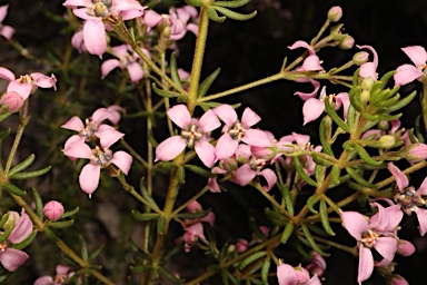 APII jpeg image of Zieria aspalathoides subsp. aspalathoides  © contact APII