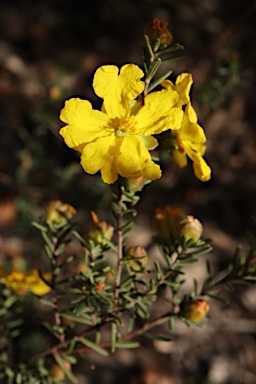 APII jpeg image of Hibbertia riparia  © contact APII