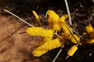 APII jpeg image of Acacia caroleae  © contact APII