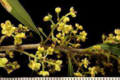 APII jpeg image of Notelaea microcarpa var. microcarpa  © contact APII