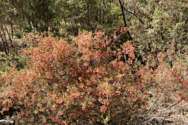 APII jpeg image of Dodonaea sinuolata subsp. sinuolata  © contact APII