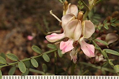 APII jpeg image of Indigofera adesmiifolia  © contact APII