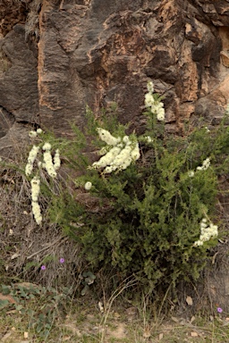 APII jpeg image of Kunzea occidentalis  © contact APII
