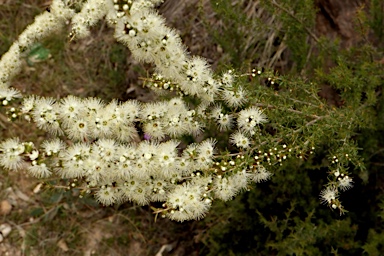 APII jpeg image of Kunzea occidentalis  © contact APII