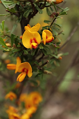 APII jpeg image of Pultenaea cuneata  © contact APII