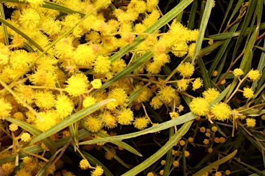 APII jpeg image of Acacia neriifolia  © contact APII