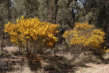 APII jpeg image of Acacia lineata  © contact APII
