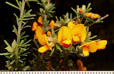 APII jpeg image of Pultenaea microphylla  © contact APII
