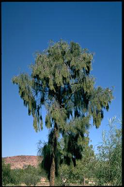 APII jpeg image of Allocasuarina decaisneana  © contact APII