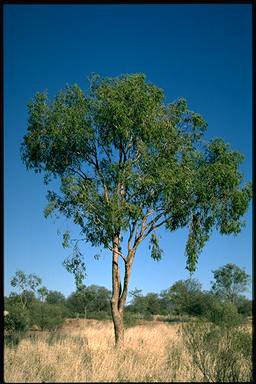 APII jpeg image of Corymbia terminalis  © contact APII