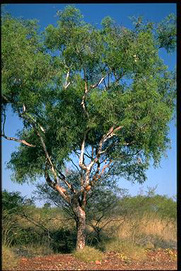 APII jpeg image of Corymbia dichromophloia  © contact APII