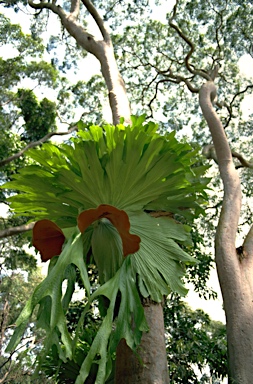 APII jpeg image of Platycerium superbum  © contact APII