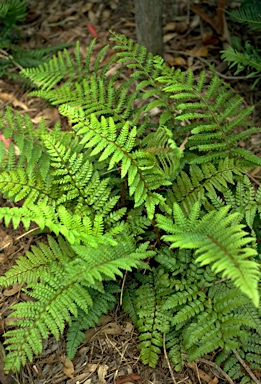 APII jpeg image of Polystichum formosum  © contact APII