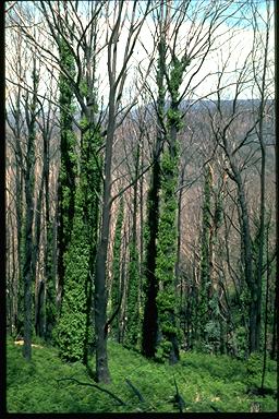 APII jpeg image of Eucalyptus sp.  © contact APII