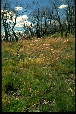 APII jpeg image of Stipa sp.  © contact APII