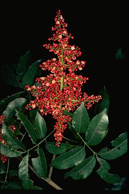 APII jpeg image of Rhodosphaera rhodanthema  © contact APII