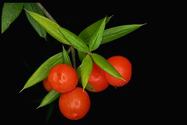 APII jpeg image of Alyxia ruscifolia  © contact APII