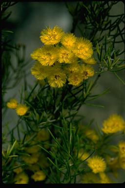 APII jpeg image of Verticordia chrysantha  © contact APII