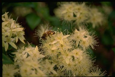 APII jpeg image of Backhousia myrtifolia  © contact APII