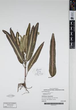 APII jpeg image of Codiaeum variegatum 'Grubell'  © contact APII