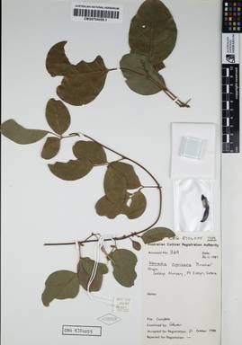 APII jpeg image of Kennedia nigricans 'Minstrel'  © contact APII