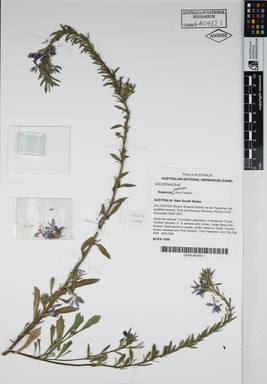 APII jpeg image of Scaevola aemula 'Ultra Fanfare'  © contact APII