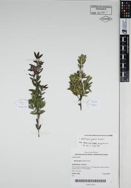 APII jpeg image of Westringia glabra 'WG001'  © contact APII