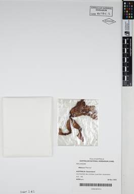 APII jpeg image of Hibiscus splendens 'Pink Ice'  © contact APII