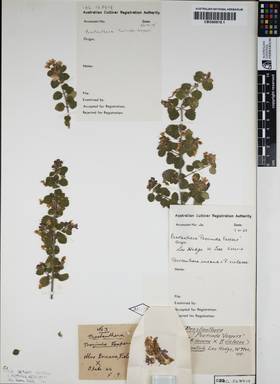 APII jpeg image of Prostanthera incana 'Poorinda Vespers'  © contact APII