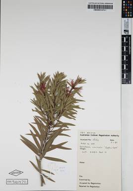 APII jpeg image of Callistemon viminalis 'Captain Cook'  © contact APII