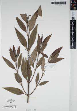 APII jpeg image of Backhousia citriodora 'Lindendale Lemon'  © contact APII