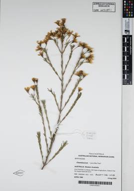 APII jpeg image of Chamelaucium megalopetalum 'Laura Mae Pearl'  © contact APII