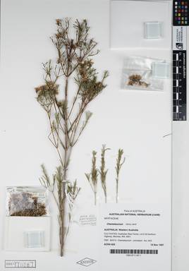 APII jpeg image of Chamelaucium uncinatum 'Jenny Jane'  © contact APII