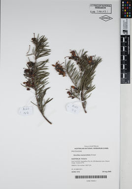 APII jpeg image of Grevillea rosmarinifolia 'Entree'  © contact APII