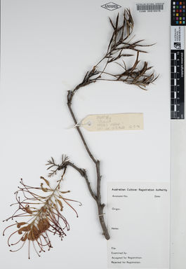 APII jpeg image of Grevillea banksii 'Mason's Hybrid'  © contact APII