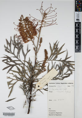 APII jpeg image of Grevillea banksii 'Superb'  © contact APII