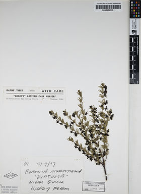 APII jpeg image of Boronia megastigma 'Virtuoso'  © contact APII