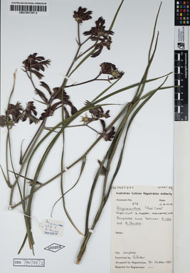 APII jpeg image of Anigozanthos rufus 'Red Cross'  © contact APII