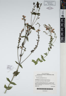 APII jpeg image of Veronica perfoliata 'Bill Cane'  © contact APII