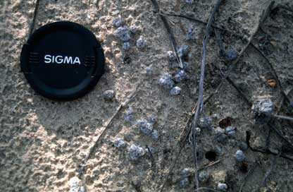 APII jpeg image of Myriocephalus rhizocephalus  © contact APII