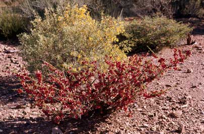 APII jpeg image of Dodonaea microzyga var. microzyga  © contact APII