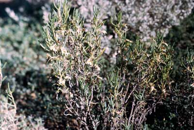 APII jpeg image of Goodenia collaris  © contact APII