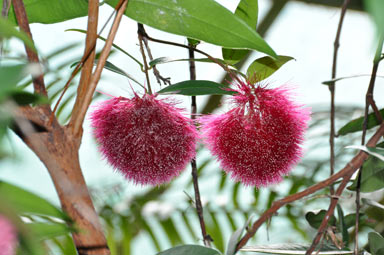 APII jpeg image of Syzygium wilsonii subsp. wilsonii  © contact APII