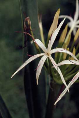 APII jpeg image of Crinum pedunculatum  © contact APII