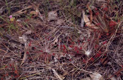 APII jpeg image of Drosera lanata  © contact APII
