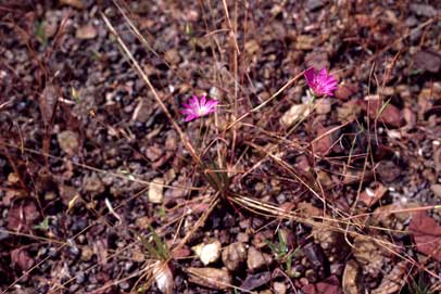 APII jpeg image of Calandrinia uniflora  © contact APII