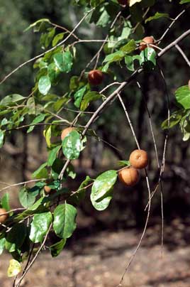 APII jpeg image of Petalostigma pubescens  © contact APII